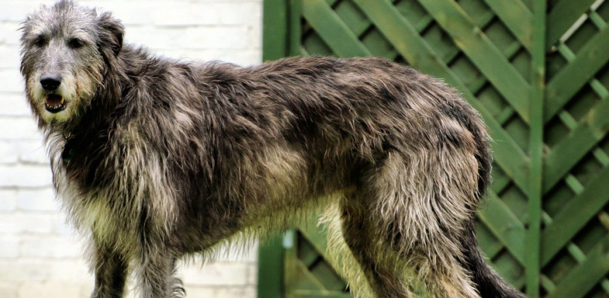 Keller Irish Wolfhounds